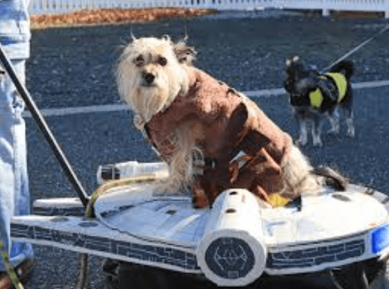 Black Friday Fun for all   Paw Prints Pet Parade, Tree Lighting, songs, Hospitality Night and more